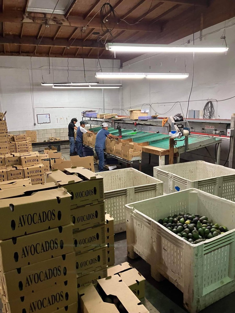 Adan works in a packing house for avocados in CA. Avocados are sorted by size and color before being sent to the stores. These avocados are especially popular during the football season as many enjoy the popular guacamole and chips for snack. #WeFeedYou