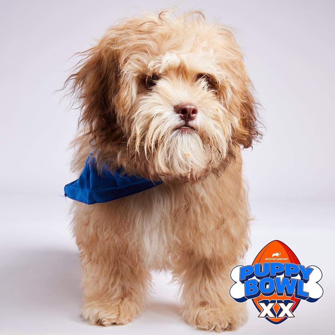 stalecoffeemom's tweet photo. What a treat for us to see our sweet Cosmo on #PuppyBowlXX
He looks like a different pup with his new haircut! https://t.co/DvPvMQ5Duz