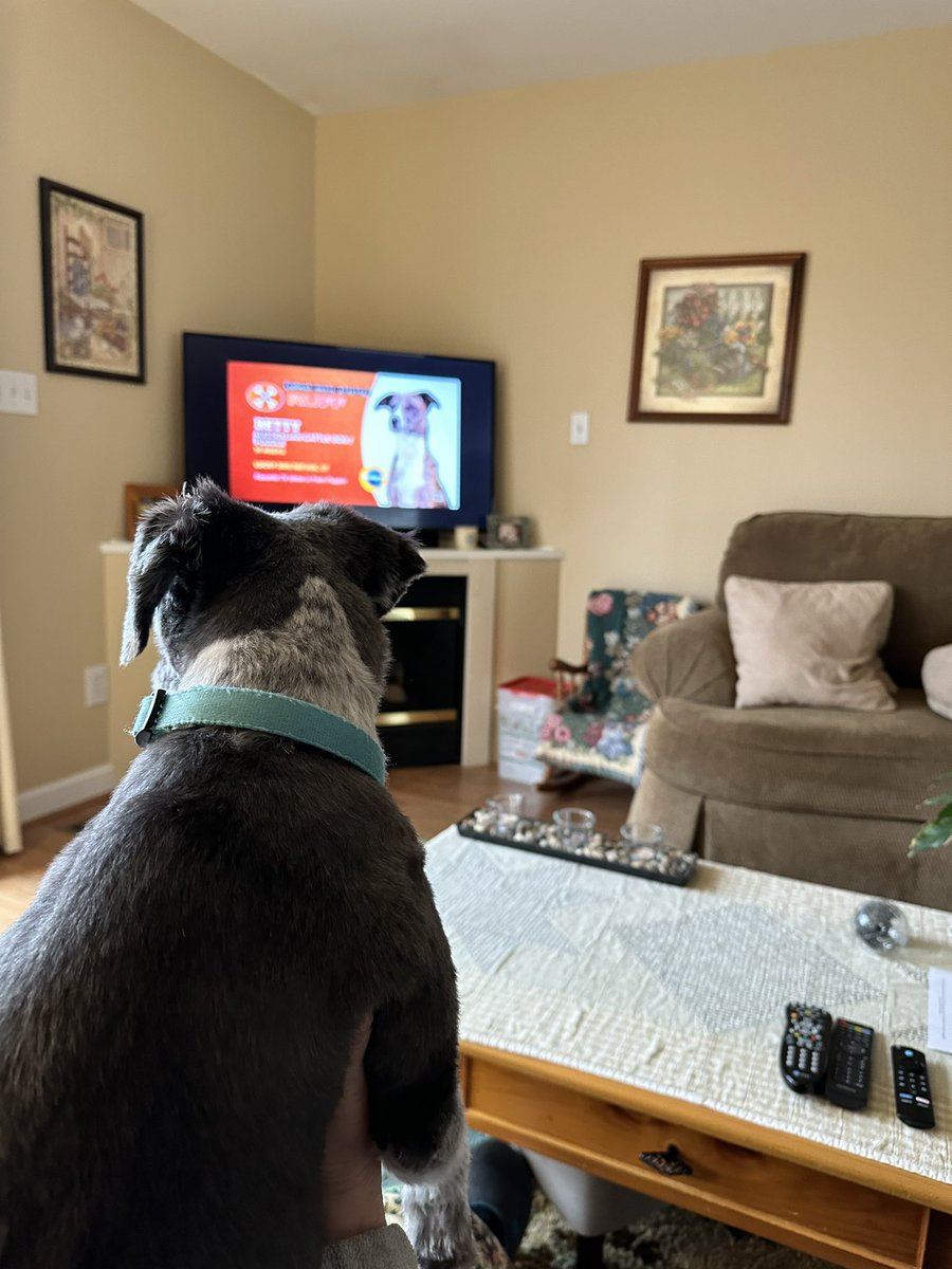 KevinD1970's tweet photo. Josie finds delight in watching this years
  #PuppyBowl https://t.co/vXnSm81JdH