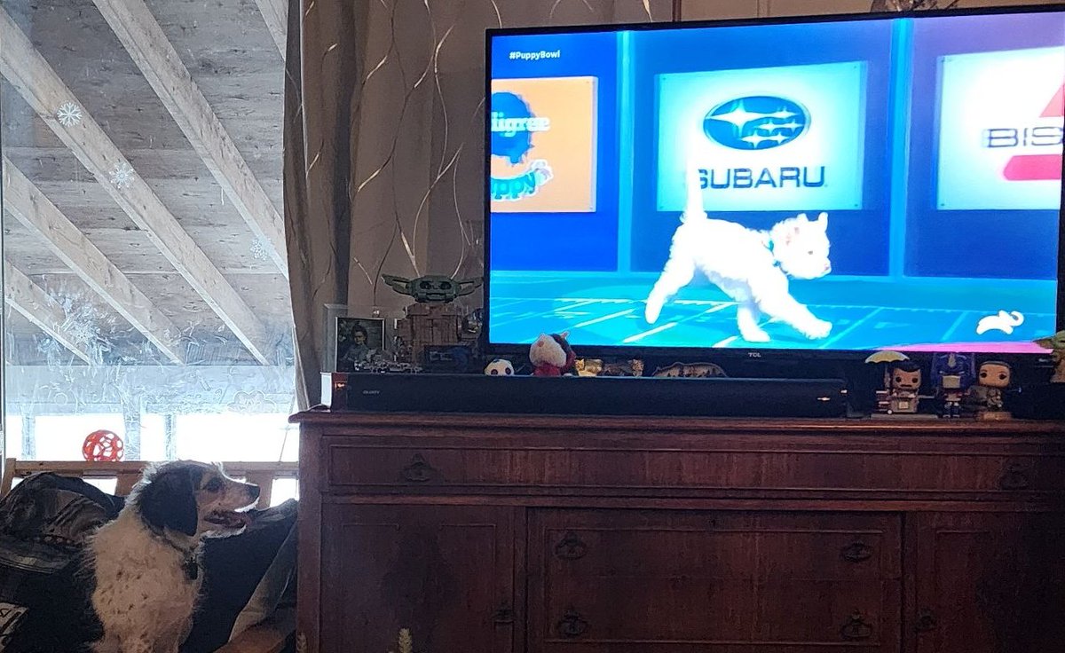 castleroy's tweet photo. #PuppyBowl https://t.co/DE319hMXsg