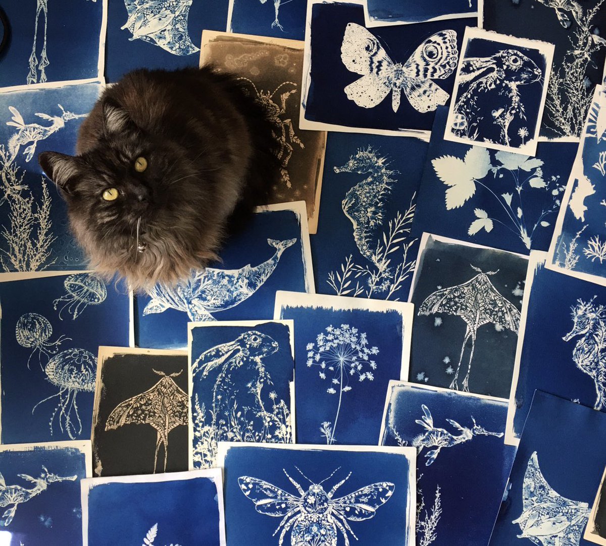 Cyanotypes + my cat 💙