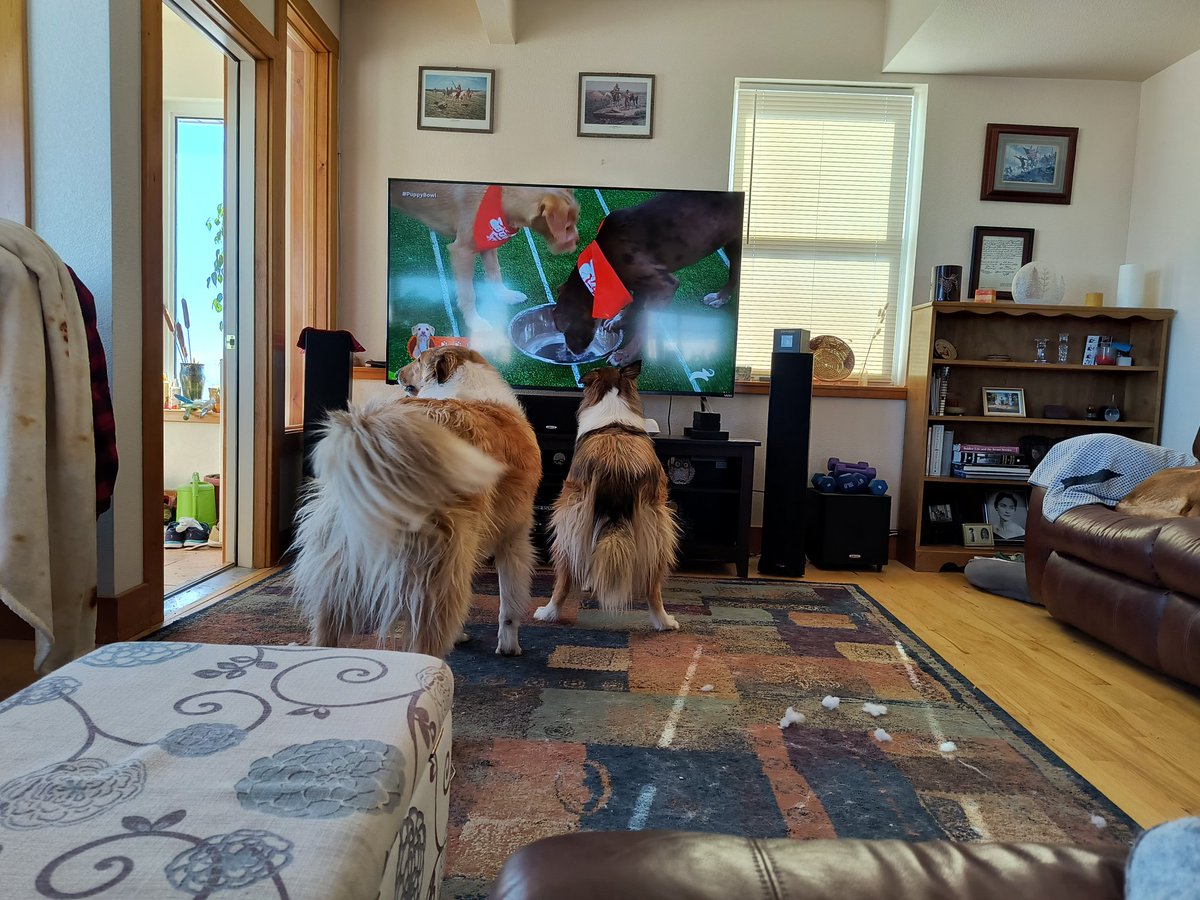 wyoaalex's tweet photo. #PuppyBowlXX is riveting for fans Lemon and Dandelion. https://t.co/tq6INyY541
