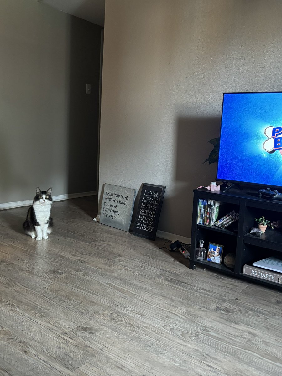 RachelMZinn's tweet photo. When your cat is upset with your choice of tv today  #PuppyBowlXX https://t.co/QMjbQbdVTD