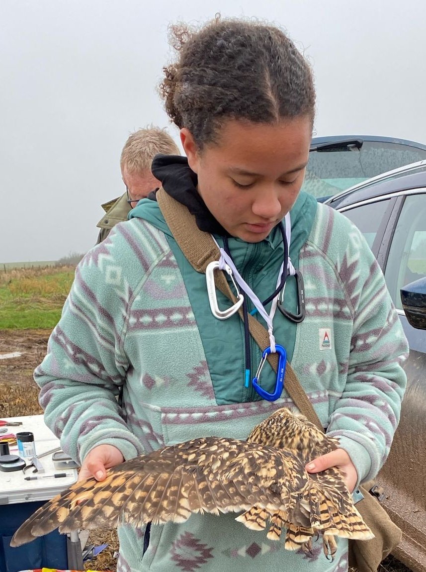 We were joined by @Winter_Semeya and @Aspensilvaana monitoring farmland birds. They started the day with a raptor handling masterclass with a Short-eared Owl. 5 Corn Buntings and lots of Yellowhammers followed. These two young ladies were very impressive and great to work with👏