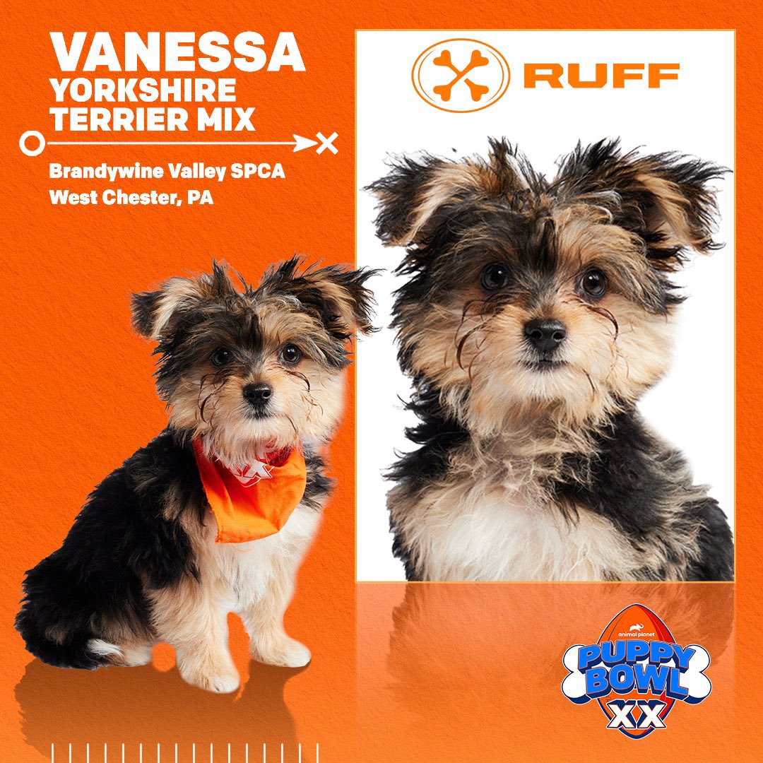 MrsStice910's tweet photo. @AnimalPlanet Obviously, I think Vanessa should be today’s MVP of the #PuppyBowl !
#PuppyBowlXX https://t.co/mbjzpwXOUI