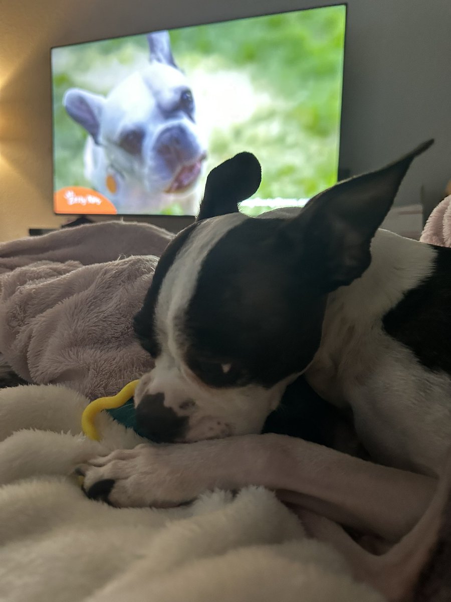 MissKsLab's tweet photo. #PuppyBowl https://t.co/k6DoefZ3P1