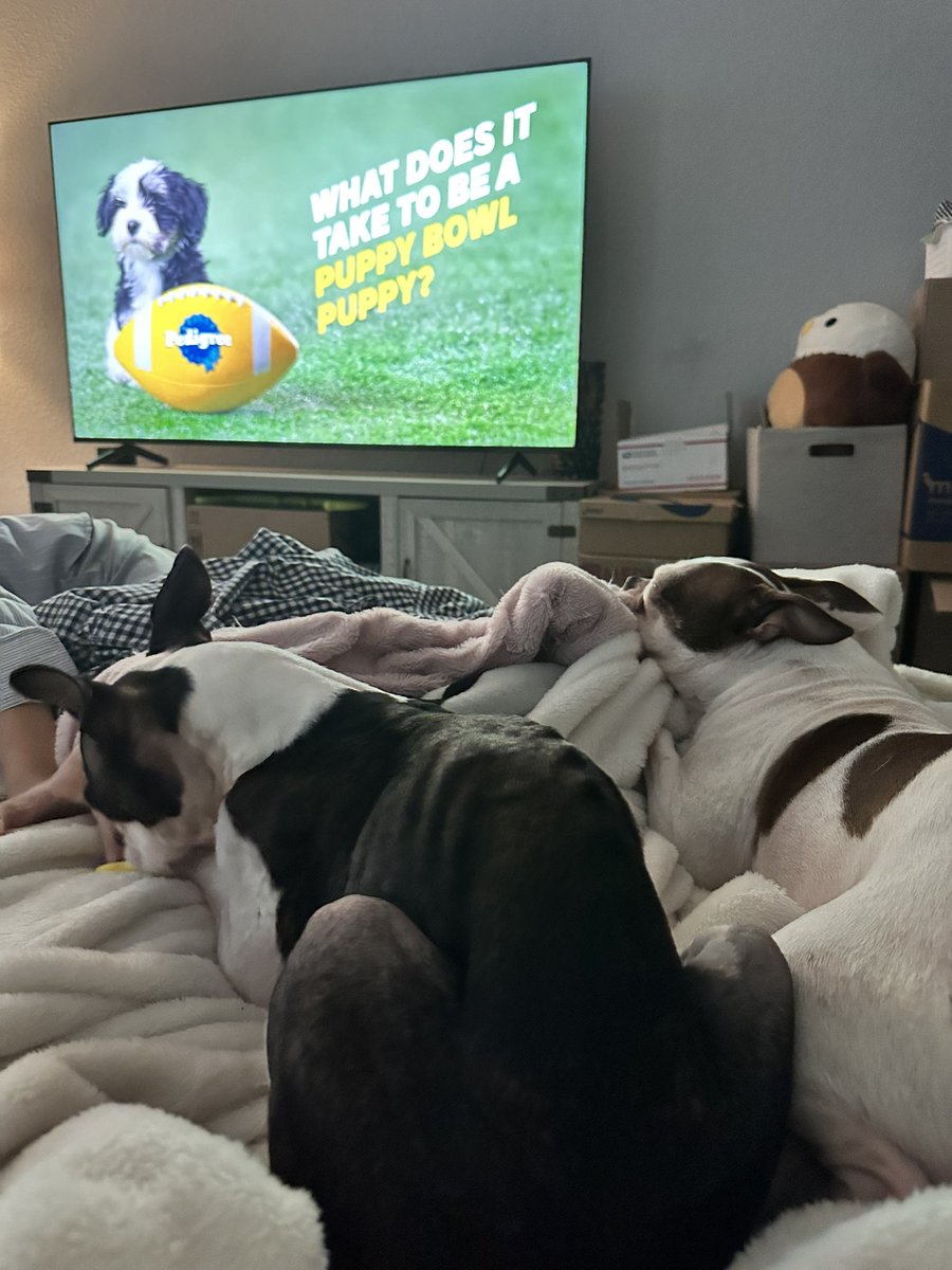 MissKsLab's tweet photo. #PuppyBowl https://t.co/k6DoefZ3P1