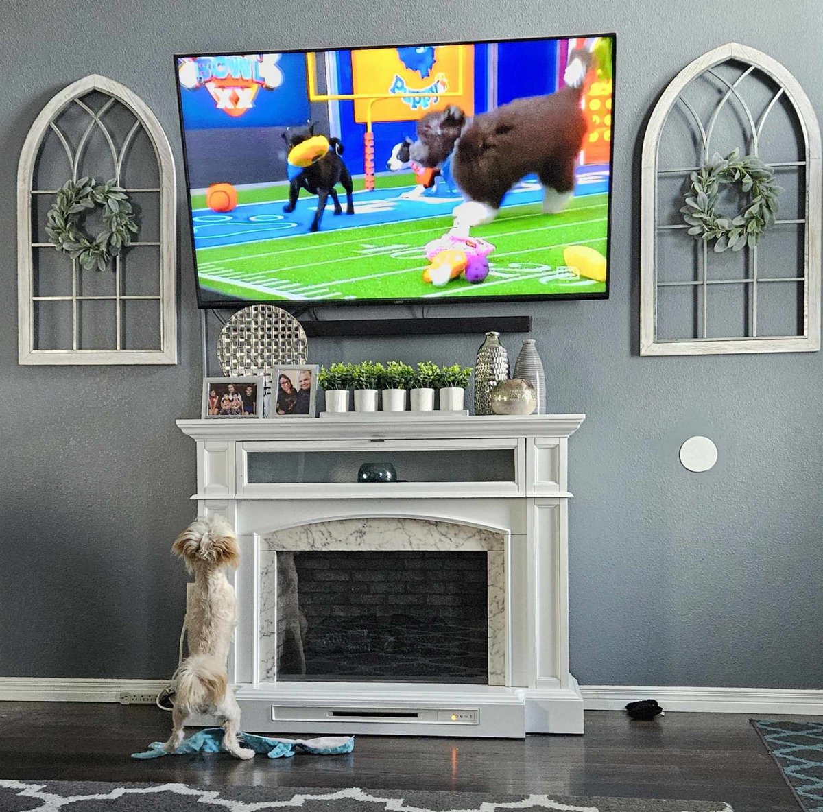 blkhemi22's tweet photo. Cuddles is really into the #PuppyBowl https://t.co/fiIdrdwOjw