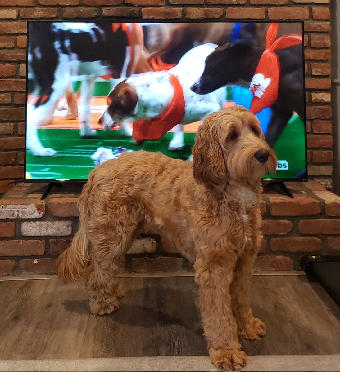 aarbeit1982's tweet photo. Murray loves the #PuppyBowl https://t.co/hN4yeBopFw