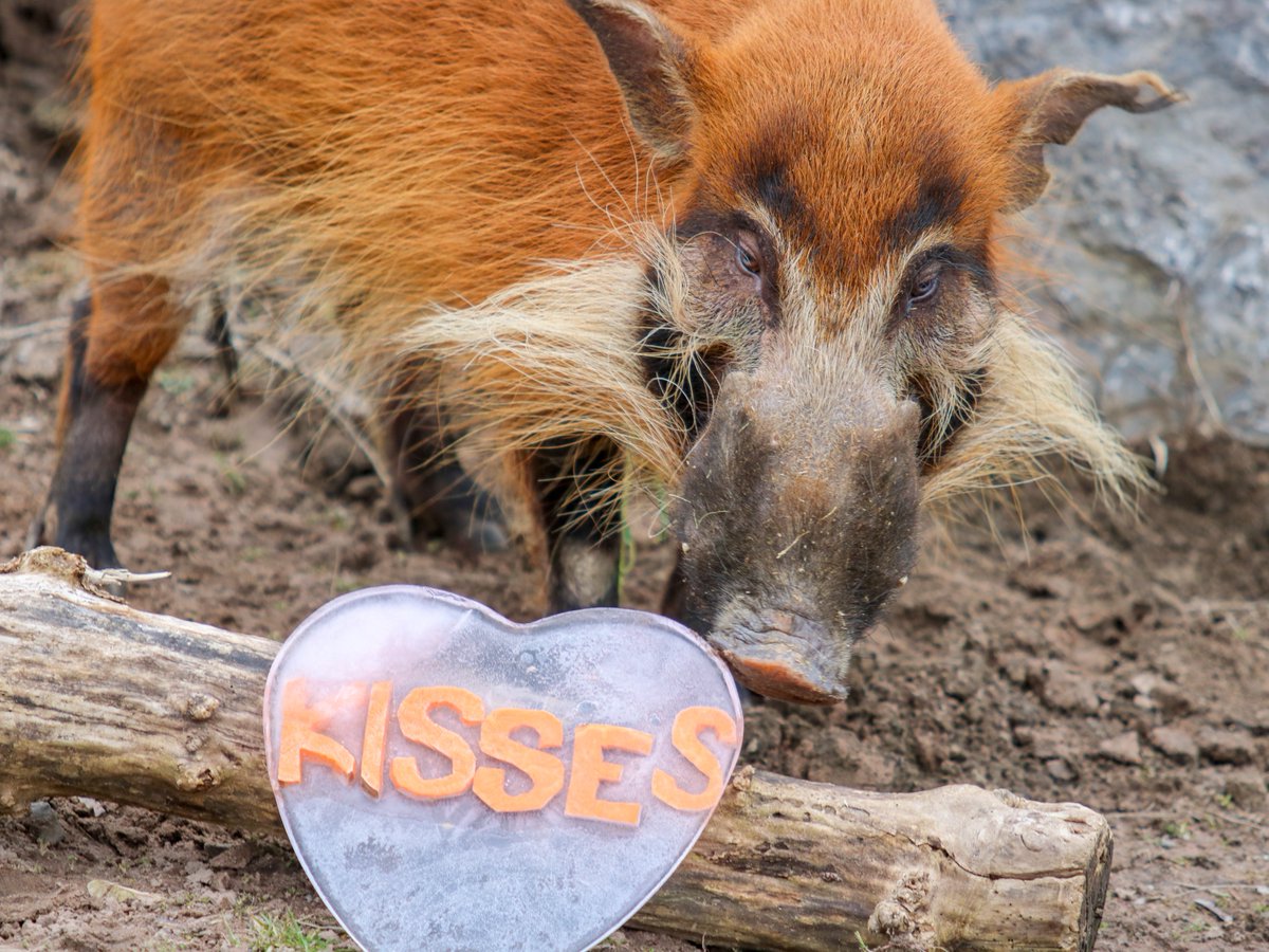 Will you be our Valentine? ❤️ Thank you to everyone who came out for Sweet Treats! Maybe the enrichment gifts our animals received will inspire your own Valentine's Day presents. 😉 #Syracusezoo