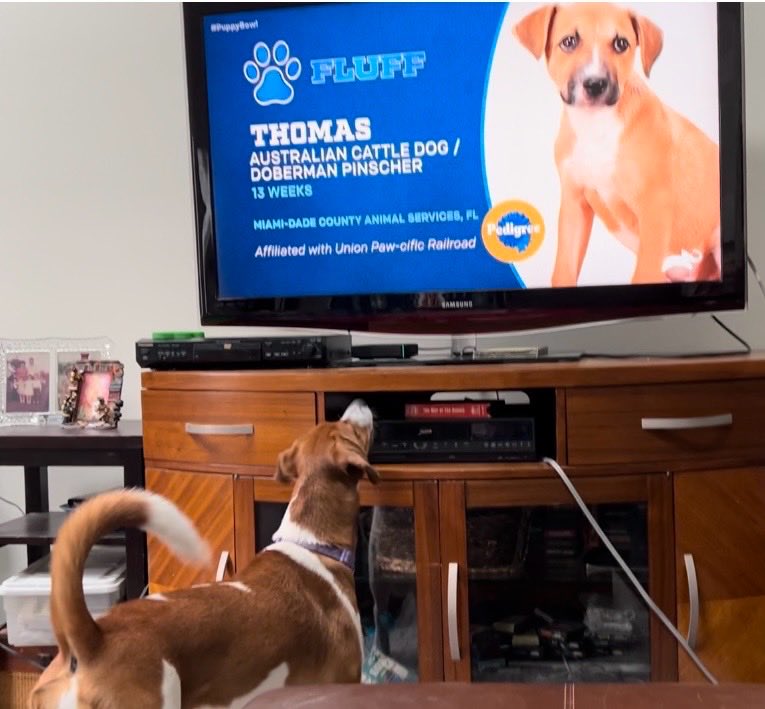 lfarrell65's tweet photo. #puppybowl https://t.co/InVdb1Y3TM