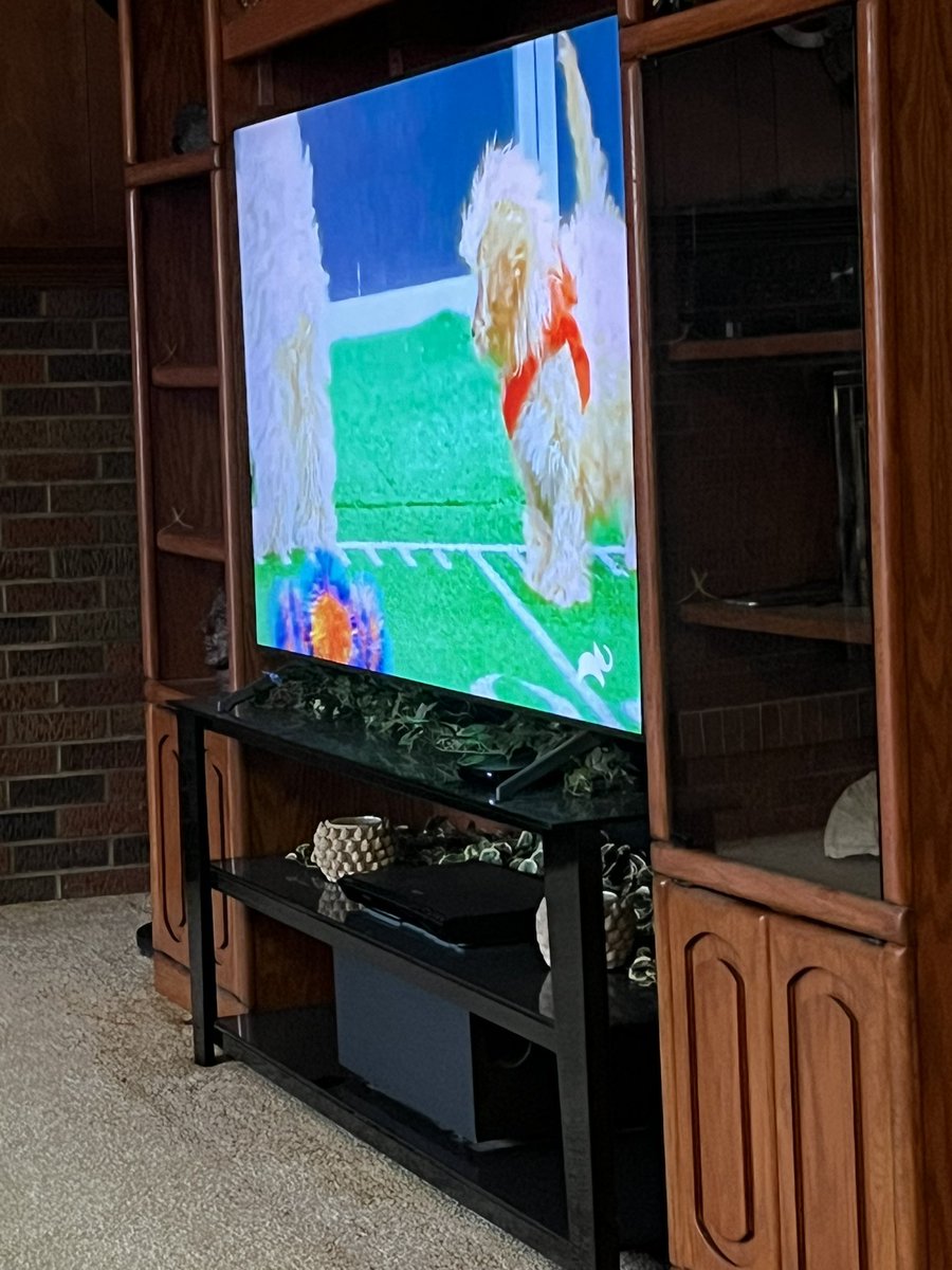 ShaylaCeee's tweet photo. Freddy enjoying the #PuppyBowlXX fun 🥰😝 https://t.co/mEw771Ei6v