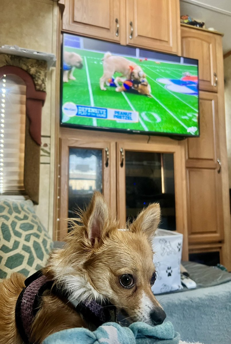 Flora wants to play like the #PuppyBowl puppies🐶😂❤️