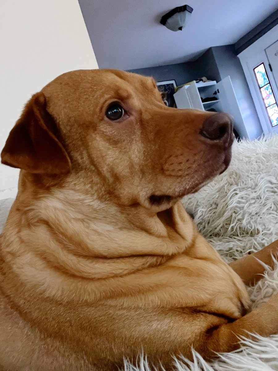 nickerbokor's tweet photo. @AnimalPlanet @ScoobyDoo My pup Scooby loves it too lol #PuppyBowl https://t.co/vtgc7SE6fd