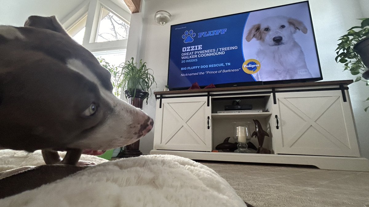 Here is my boxer/pitbull Arrow watching the #PuppyBowl   
Awesome game!