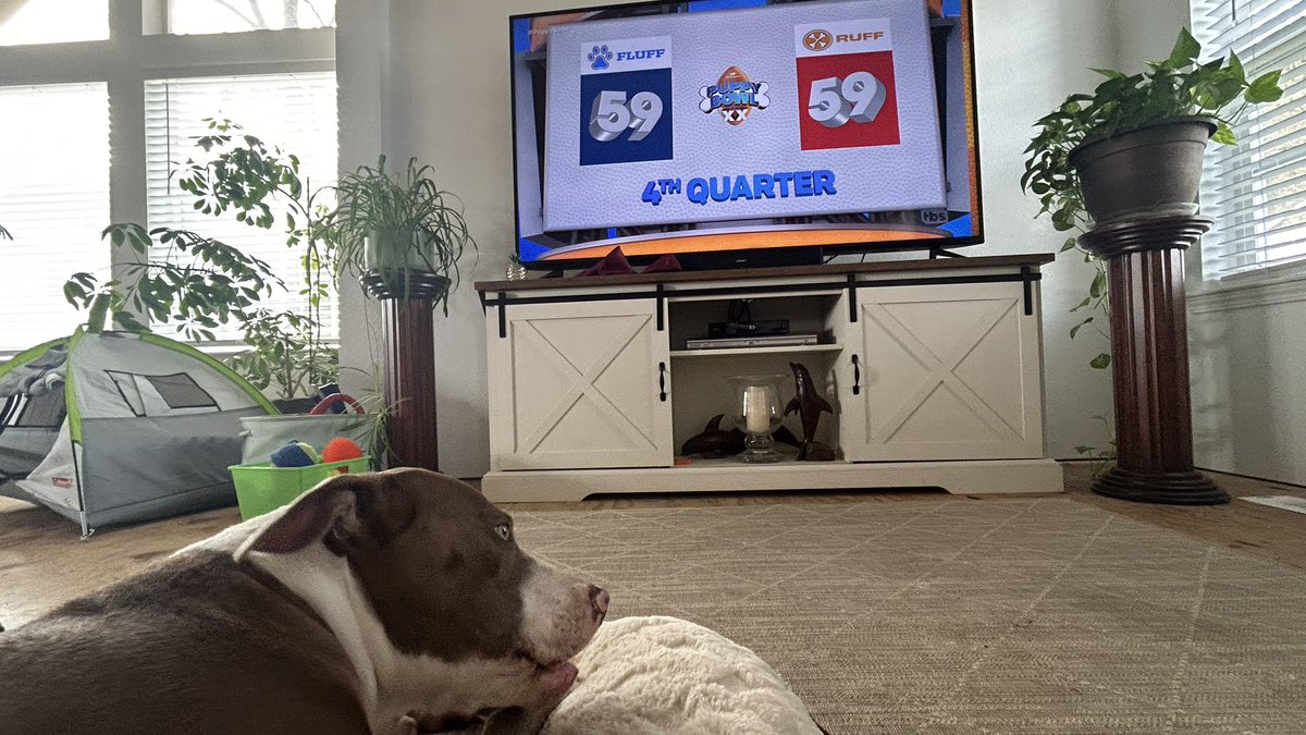 DeplorableTodd's tweet photo. Here is my boxer/pitbull Arrow watching the #PuppyBowl   
Awesome game! https://t.co/fKdffH7wfL