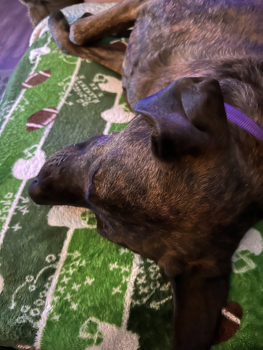 lacey777's tweet photo. @AnimalPlanet #PuppyBowlXX Luna, our plott hound, watching the puppy Bowl https://t.co/8YWXSeniaw