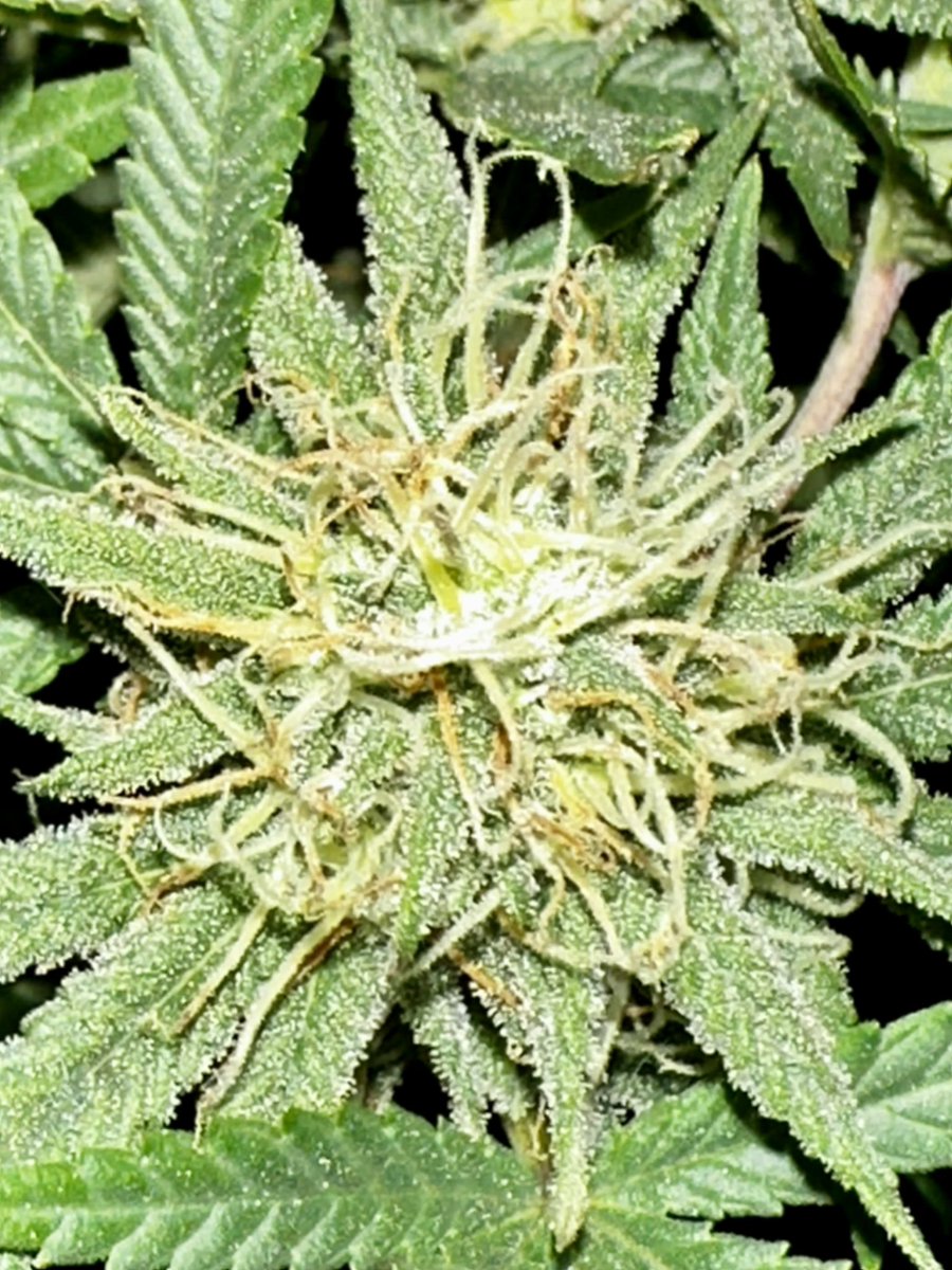 Dankmaster1996 tweet media