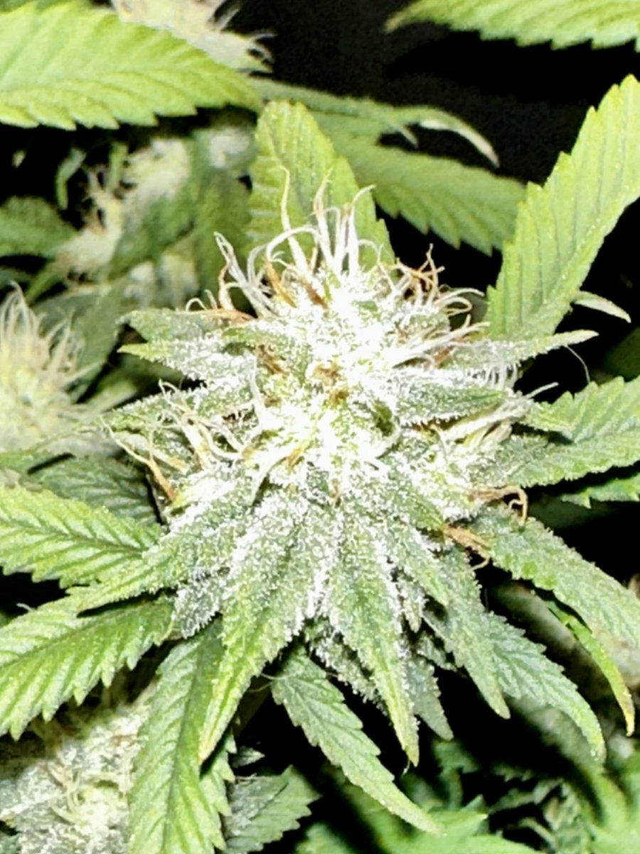 Dankmaster1996 tweet media