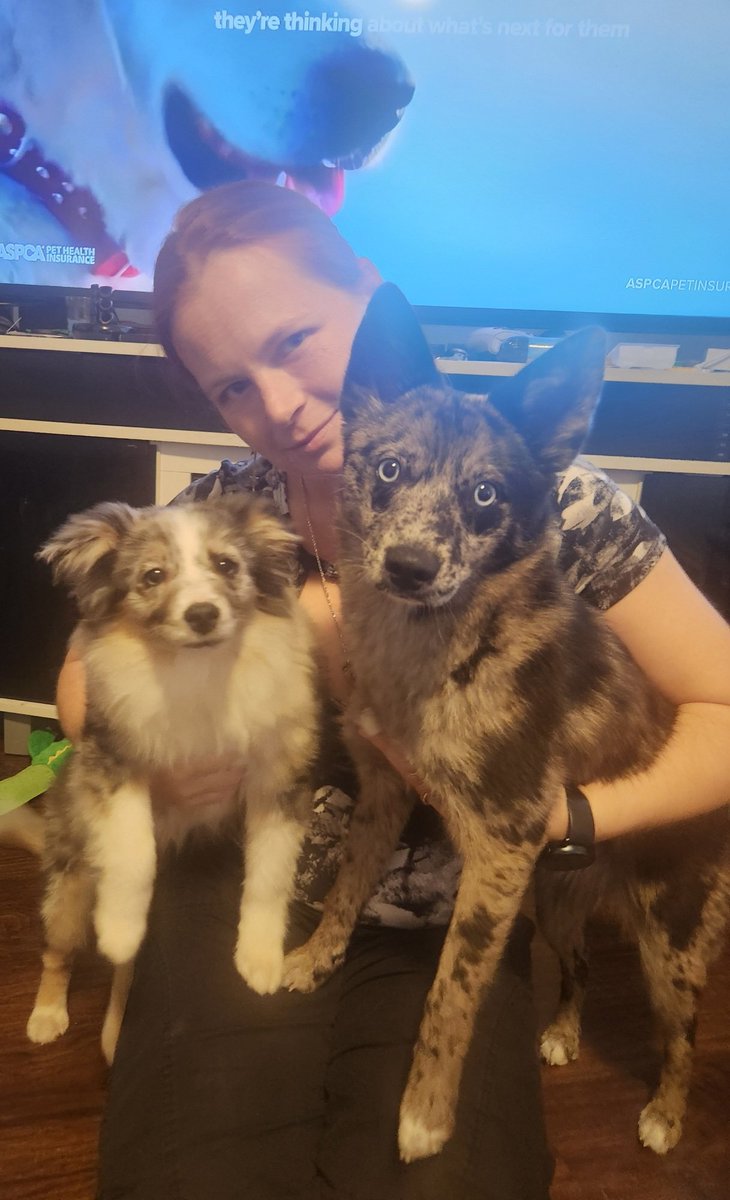 lilpixie421's tweet image. #PuppyBowl