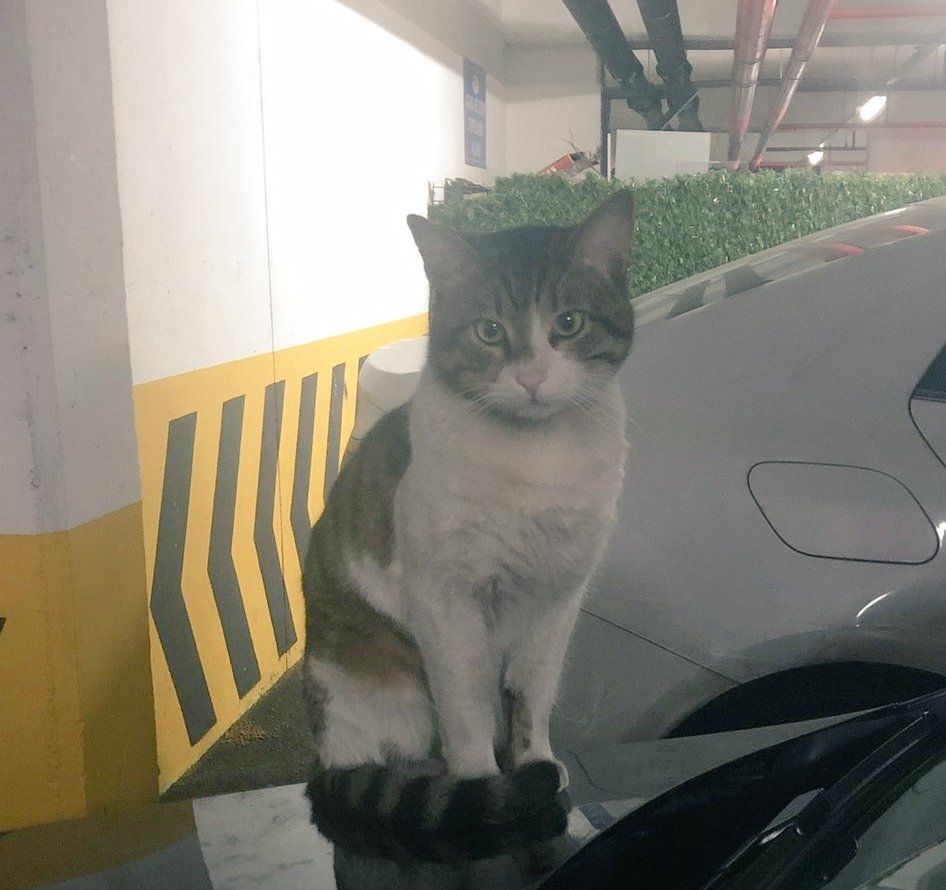 serdarsvtn's tweet photo. Bu cani kel"oğlan" kendinden onlarca kat küçük ve güçsüz bu dünya güzeli masum canı katledip iyi hal indirimi alıyor. Savunmasız, kaçamayan, tertemiz yüzlü bu masuma kıyan bu adi katil iyi hal indirimi alıyor!
Bu kararı veren hakimin dayanağı nedir? Veya neden bu vicdani kanaati kullanıyor?
Bu cani katilin bir sonraki hedefi bir insan olacak!
Hani diyorlar ya siz hayvanları insanlardan öncelikli tutuyorsunuz diye, evet bunun gibilerden de, bunun gibi ölümü savunanlardan da, ölüm propagandası yapanlardan da, onların çocuklarından da öncelikli tutuyoruz çünkü sizler insan değilsiniz.
#ibrahimkeloğlan
#ibrahimkeloğlantutuklansın
#SokakHayvanlarıSahipsizDeğil #hayvanhaklarıanayasaya #hayvanaşiddetehayır
#nilüfersabuncuistifa
#GÜSODERKAPATILSIN
@personel_egm @istanbul_EGM @kriminal_egm @SiberayEGM @adalet_bakanlik