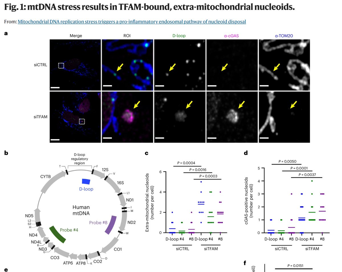 Check out this awesome collection of #mitochondrialdisease papers from last week! 📚
@Bims_BiomedNews @mitoscientist @mitoscientists @gavinmcstay2 @MitoSenseInc @Mito_News @MitoAging @MitoSociety 

biomed.news/bims-mitdis/20…

Mitochondrial DNA replication stress triggers a…