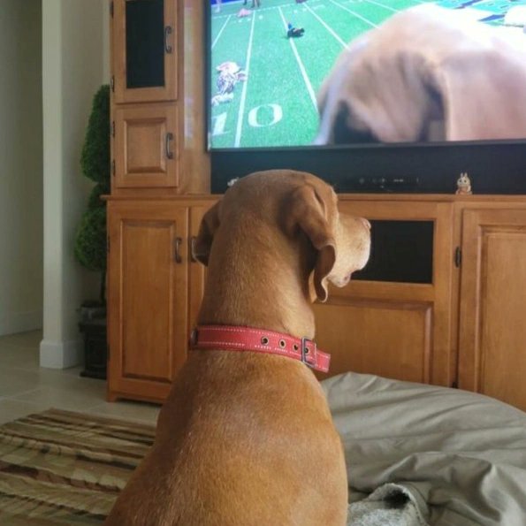 daks860's tweet photo. #PuppyBowl https://t.co/xTfrsU1cHI