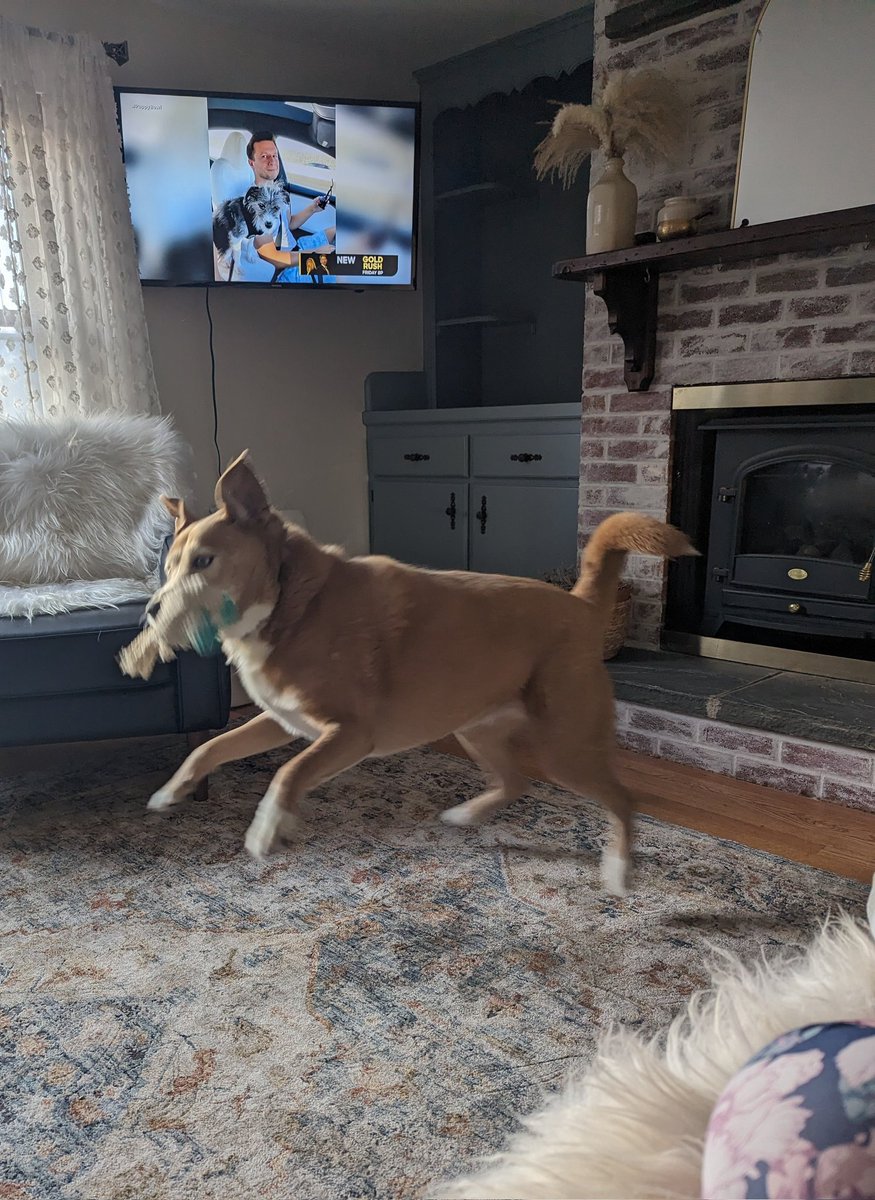 edraposa2's tweet photo. #PuppyBowl has Frankee fired up! https://t.co/qqLkY6sruN