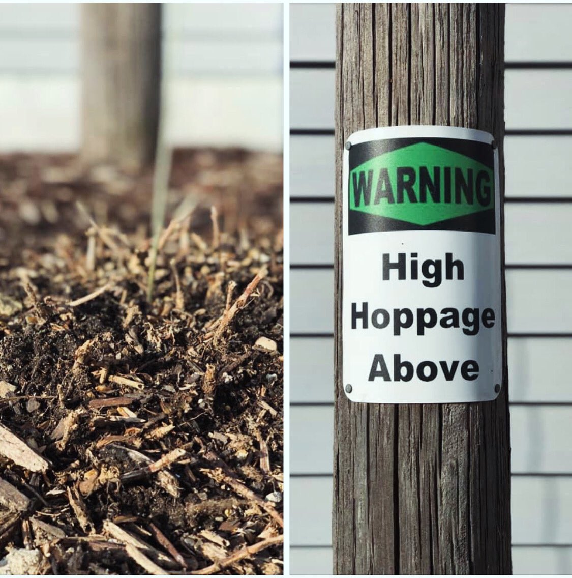 High Hoppage tweet media