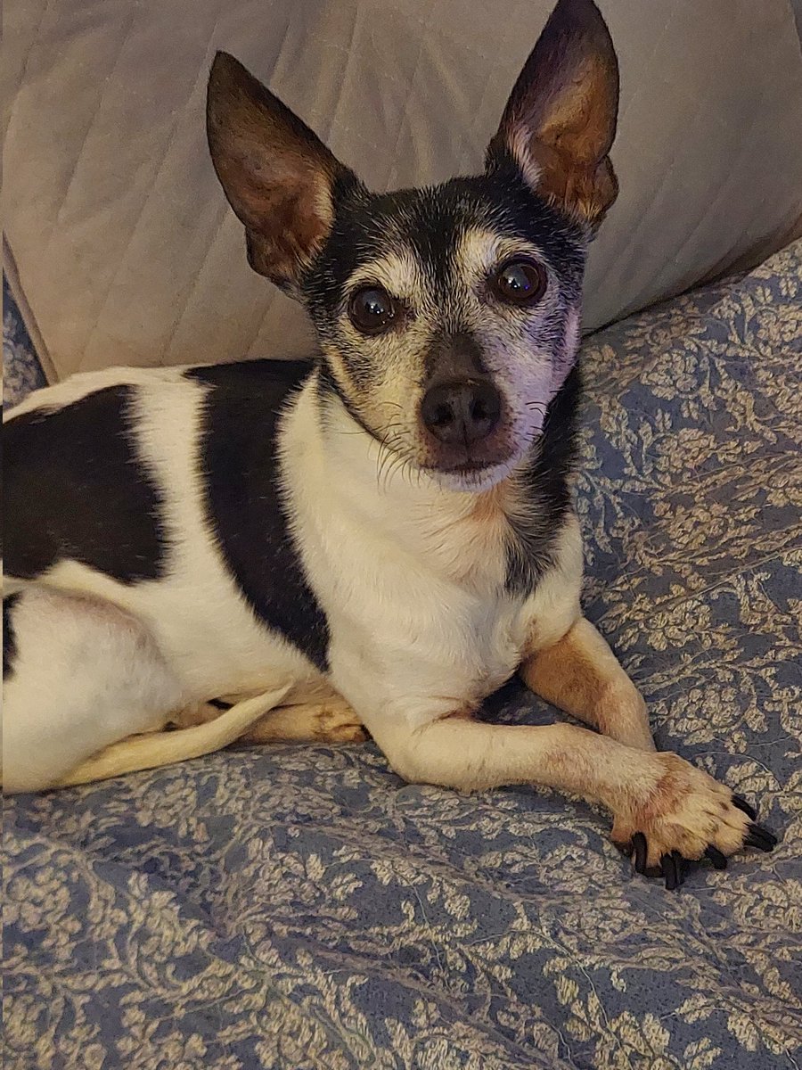 trackcoachryan's tweet photo. Sam, an adoptee from the @HumaneSociety in Carroll country Maryland, is loving the #PuppyBowl https://t.co/c7bUnnGH2t