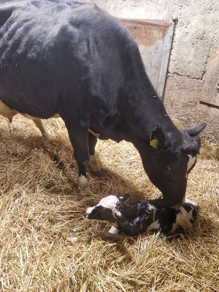 <a href="/ThisFarmingMan_/">Ciarán Dunne</a> Lovely Dungrange Dan heifer just arrived 👌