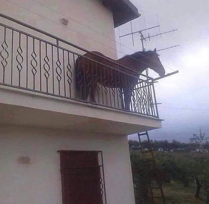 Dzintra - Author tweet media