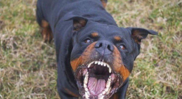 Manziana (Roma), muore sbranato da tre rottweiler mentre fa jogging nel parco.. Ma non erano gli orsi ad essere pericolosi