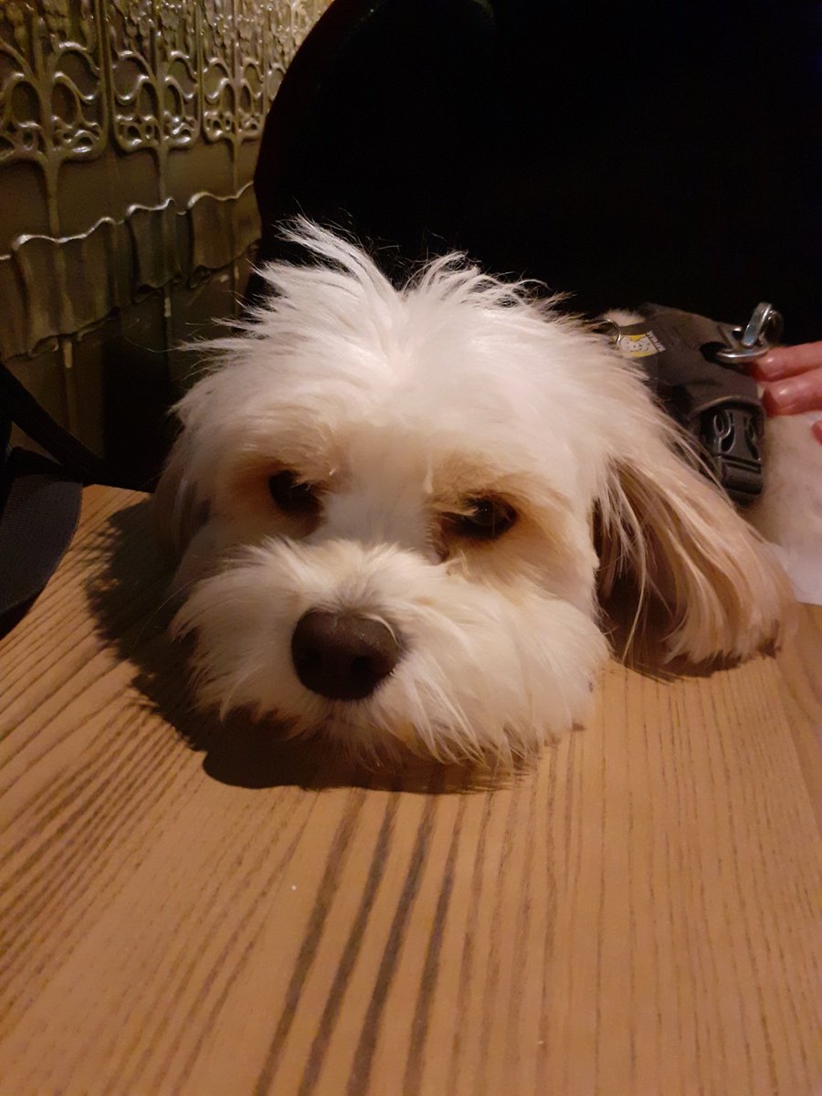 jomouk8's tweet photo. @NFLUK Schmoop from London (via Milwaukee) barks Go Niners! https://t.co/zJbkS59xLs