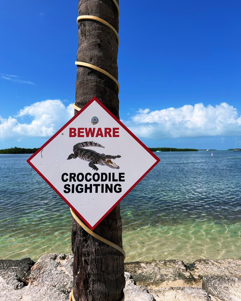 👀🐊 #beware #crocodile #sighting #islamorada #florida #flkeys #floridakeys #lorelei ☀️🌴