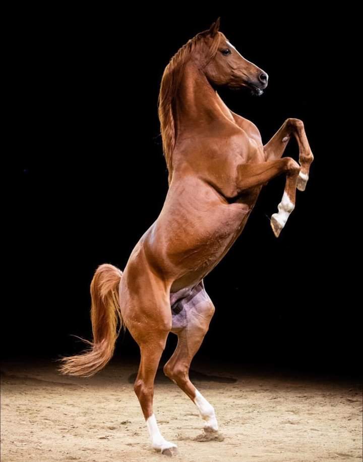 لايعشق الخيل لا من يشابهها في عزتها وعنادها فلا يعشق الاصيل الا  الاصيل