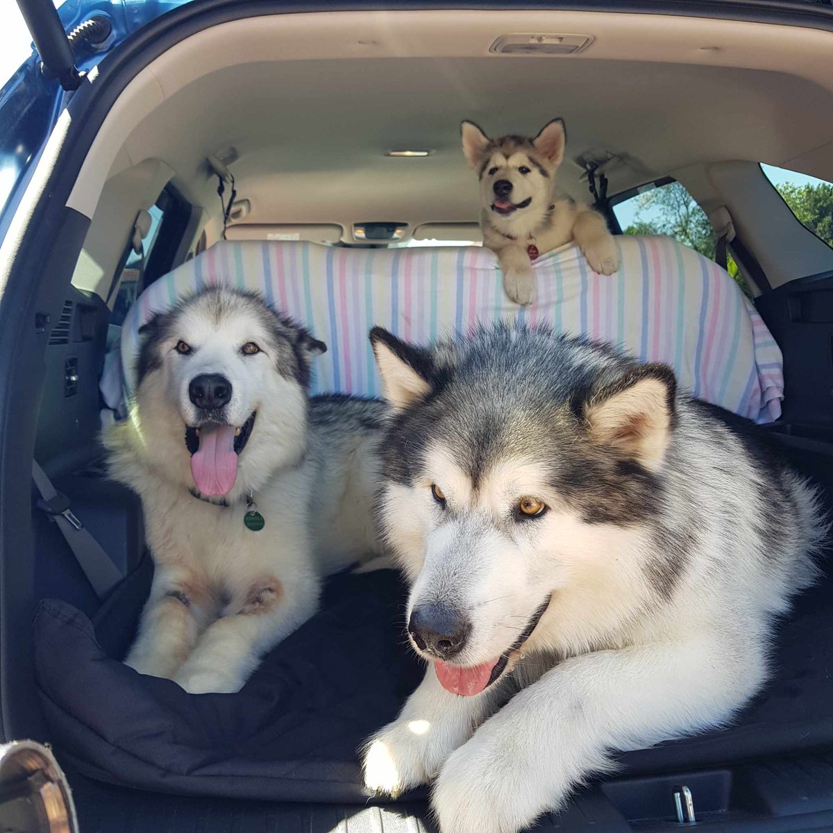 Nisha_1712's tweet photo. On the road enjoying our family holiday #holidayingwithdogs https://t.co/EJ6VQT5ZbL