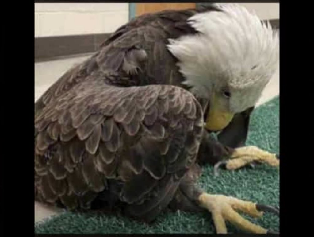 23k236's tweet photo. @princessluna237 Eagle Dey shame 😂😂😂 https://t.co/olDFFBYKLE