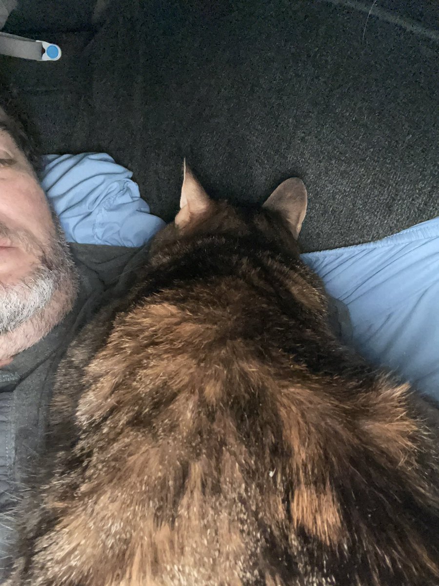 jgarrett79's tweet photo. @housewifebored8 This is how mine likes to sleep on me, but eventually turns her butt to my face 😂 https://t.co/20rBgxsGIL
