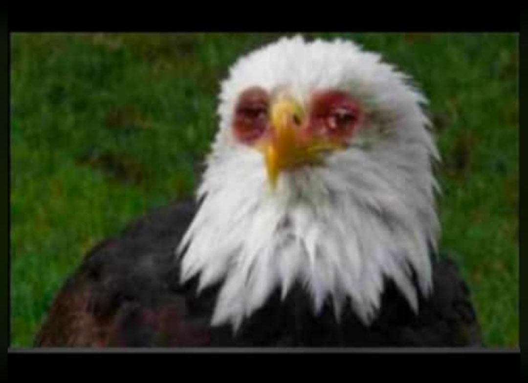 toshy29's tweet photo. Eagle is tayad https://t.co/xIO3S8nNxP