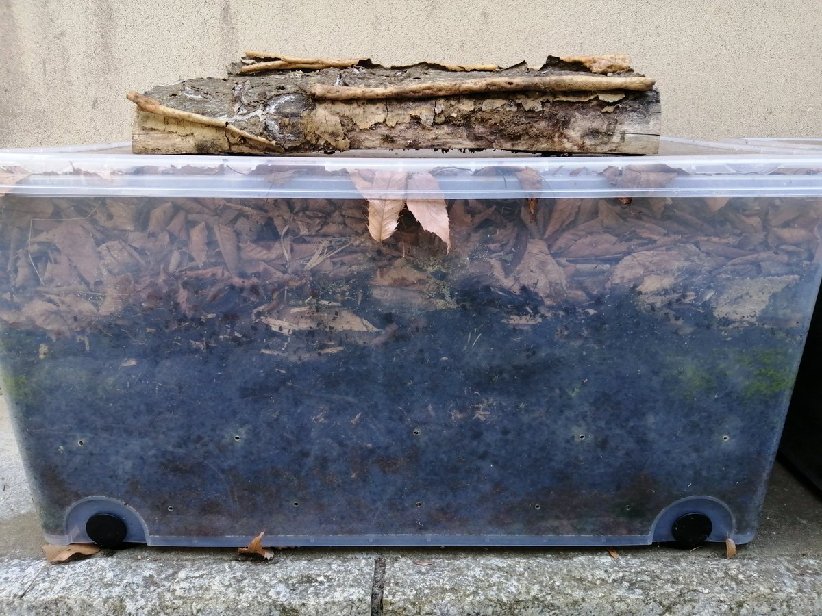 club_nature's tweet photo. 落ち葉で堆肥づくり。落ち葉と米ぬかでサンドイッチを何層も作り、醗酵がすすみ熟成し、葉がしんなりボロボロになれぼ完成。畑に使います
#堆肥づくり
#オーガニック
#農業
#ネイチャー
#clubnature https://t.co/L610hqnGku