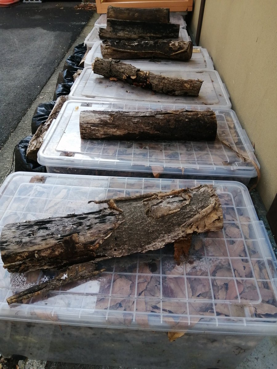 club_nature's tweet photo. 落ち葉で堆肥づくり。落ち葉と米ぬかでサンドイッチを何層も作り、醗酵がすすみ熟成し、葉がしんなりボロボロになれぼ完成。畑に使います
#堆肥づくり
#オーガニック
#農業
#ネイチャー
#clubnature https://t.co/L610hqnGku