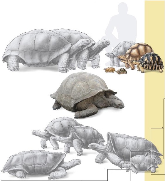 FHSU Paleo tweet media