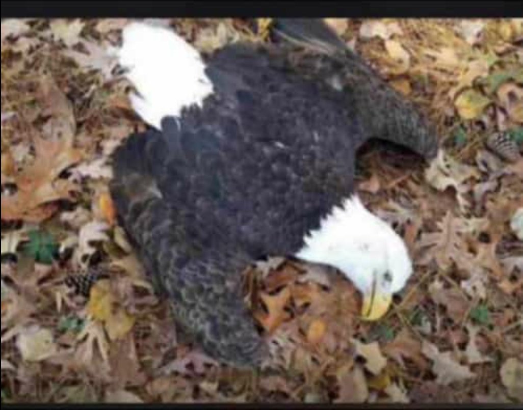 SecondSon05's tweet photo. @Mbahdeyforyou Eagle down..
Requesting immediate evacuation.. 😩 https://t.co/0lzO2m3zxl