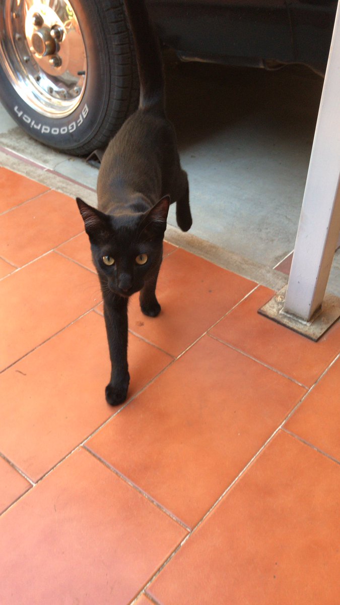 Krowten69's tweet photo. @Sofie_JMACS @teueur2 Hola Primis!!! 🐾 https://t.co/fnHeZio8MS