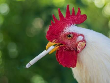 hsfallie's tweet photo. los pollos viendo todo el rol: cine 🚬 https://t.co/Km8LNRUp1k