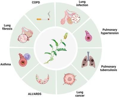Pharmacological effects of baicalin in lung diseases buff.ly/3rmysf9