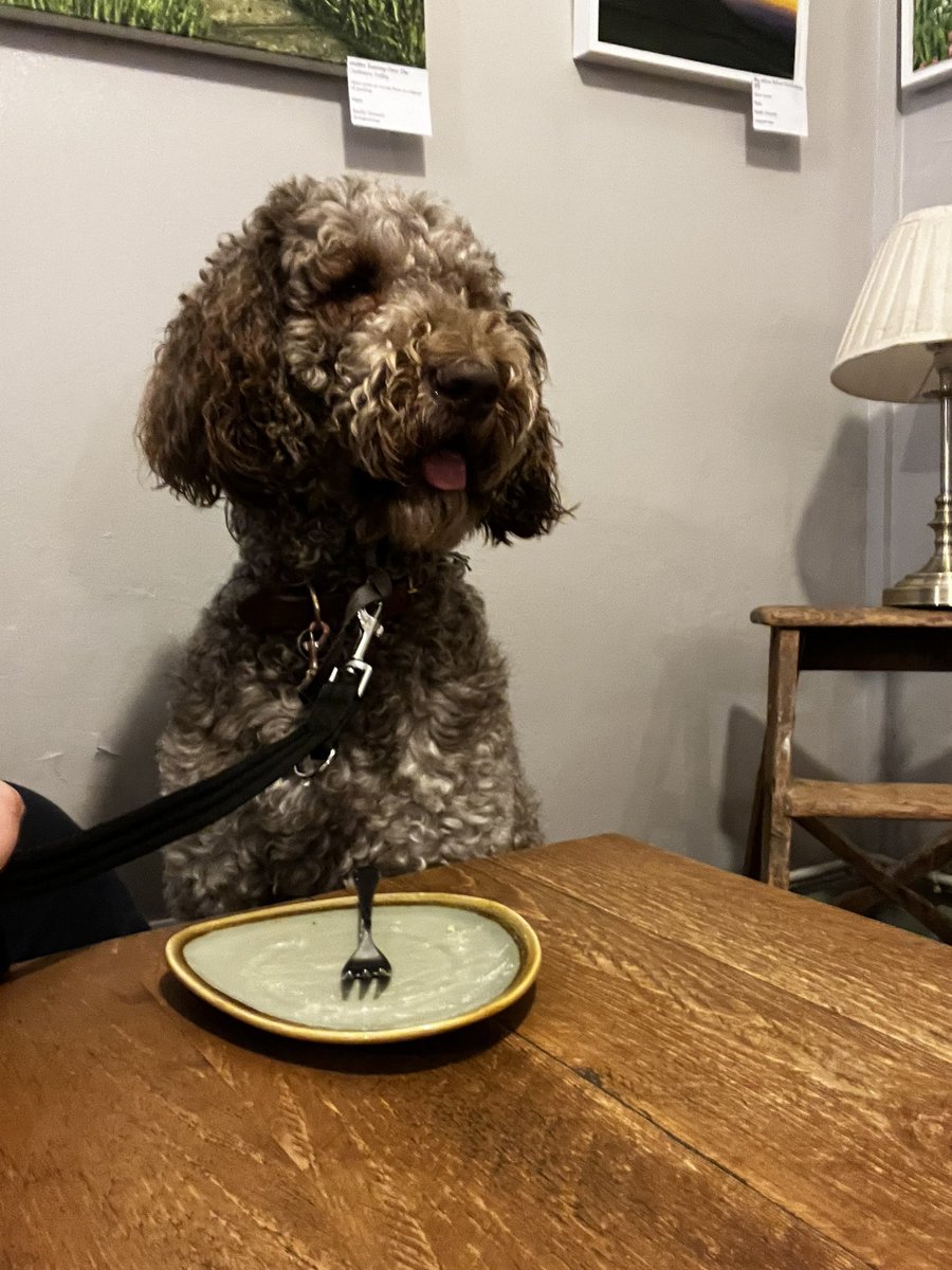 Me and Mum went to the Green Welly in Ditchling for cake and gravy ones today!

#officedogs #newfypoo #dogs #Ditchling