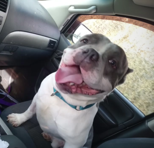 Keith Olbermann's Dogs tweet media