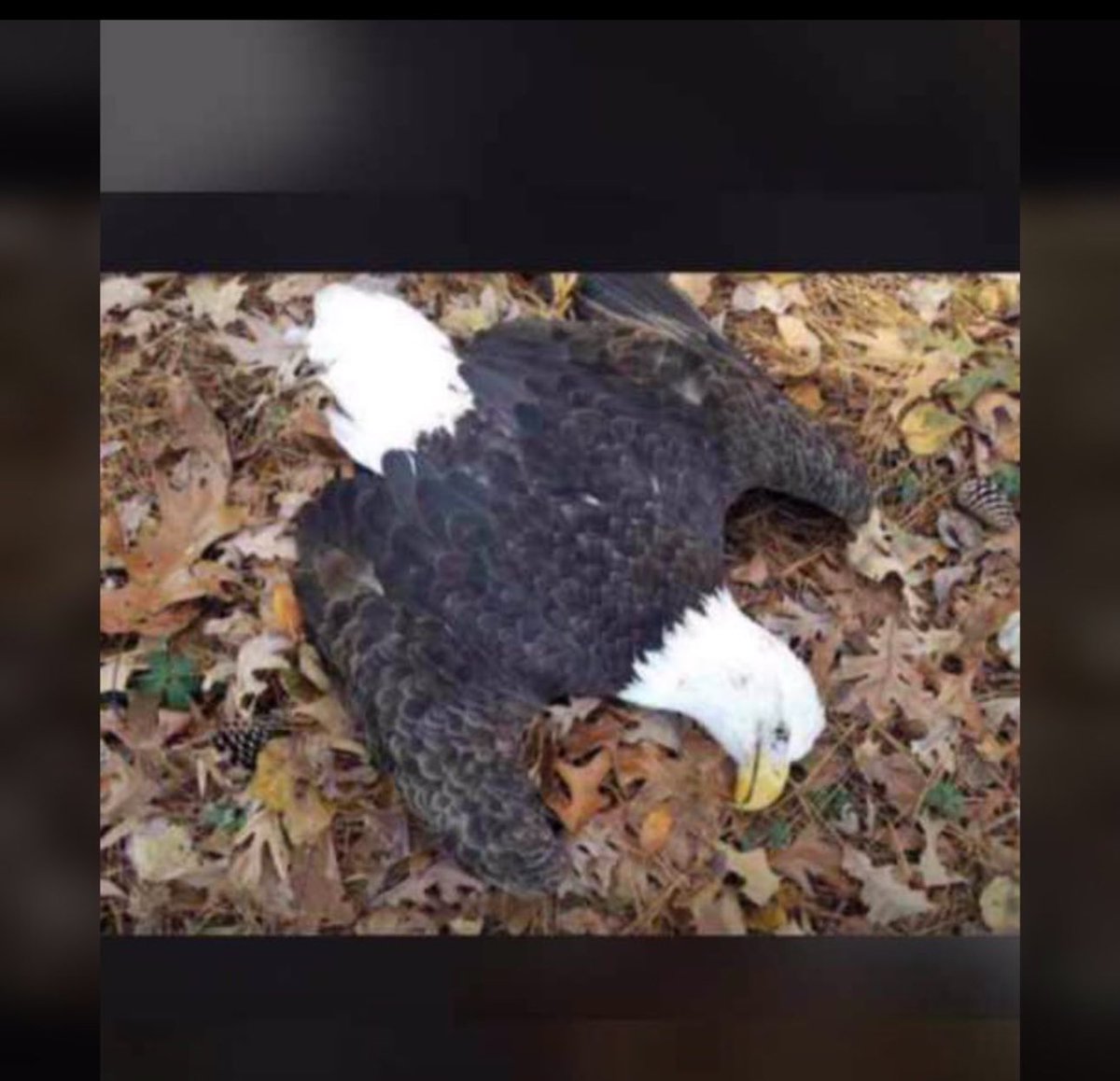 Tdexpeter's tweet photo. Mayday Mayday Eagle down eagle down...need help..over over!!😭😭🇳🇬 #AFCONFinal https://t.co/stLSNGBf7f